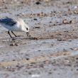 Bécasseau sanderling